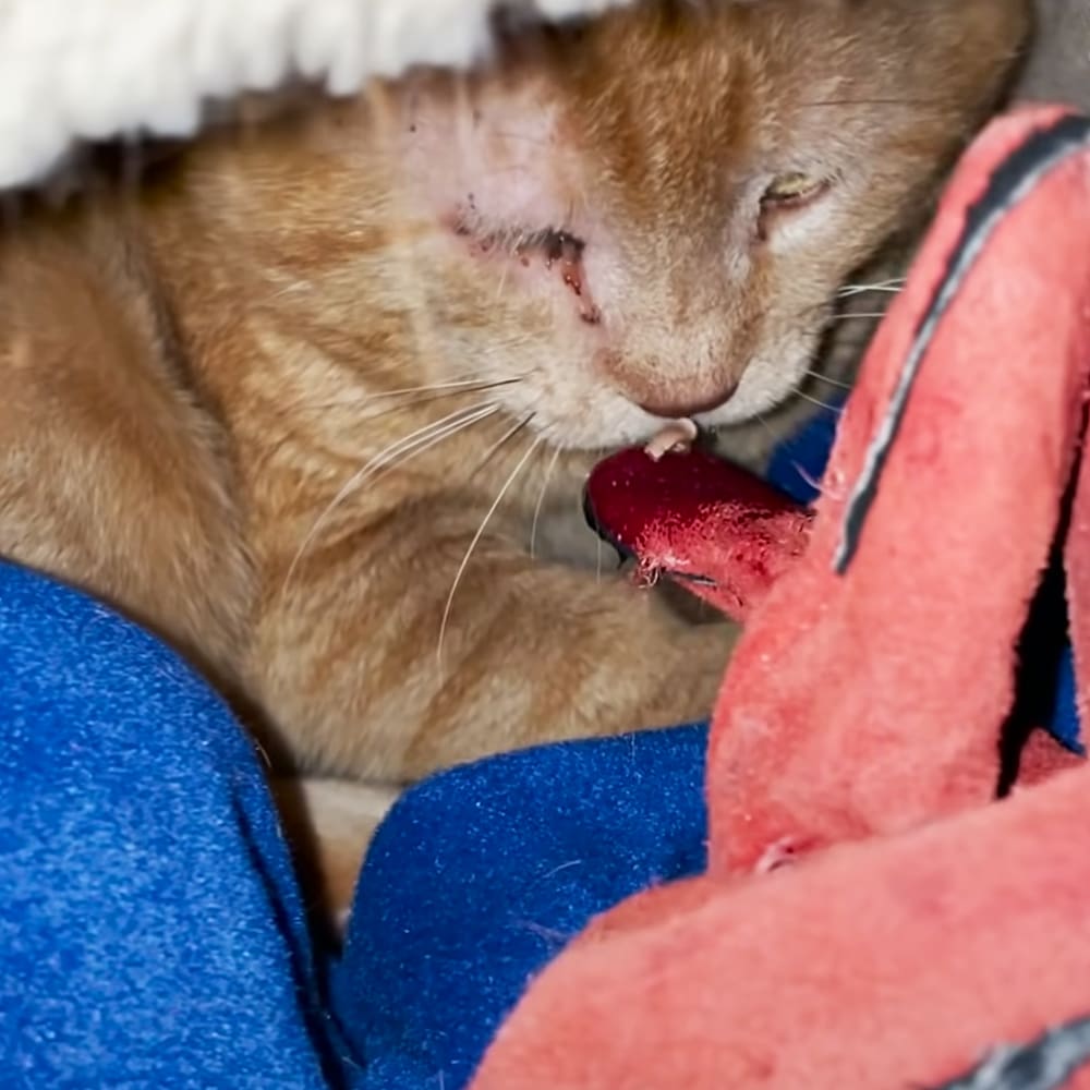 An orange tabby adult cat with white markings interacts with a red object indoors.