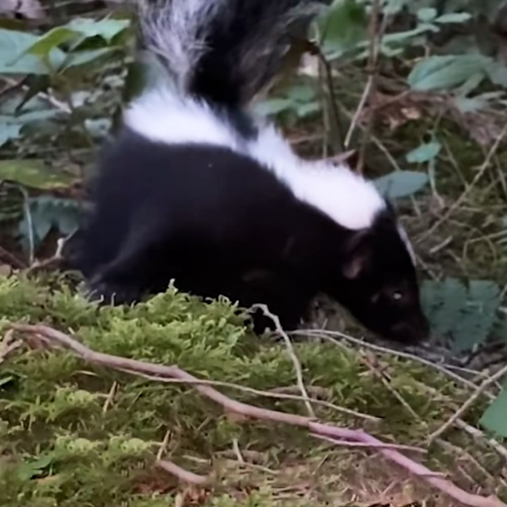 A skunk with black fur and white markings in a moss-covered forest setting during daytime