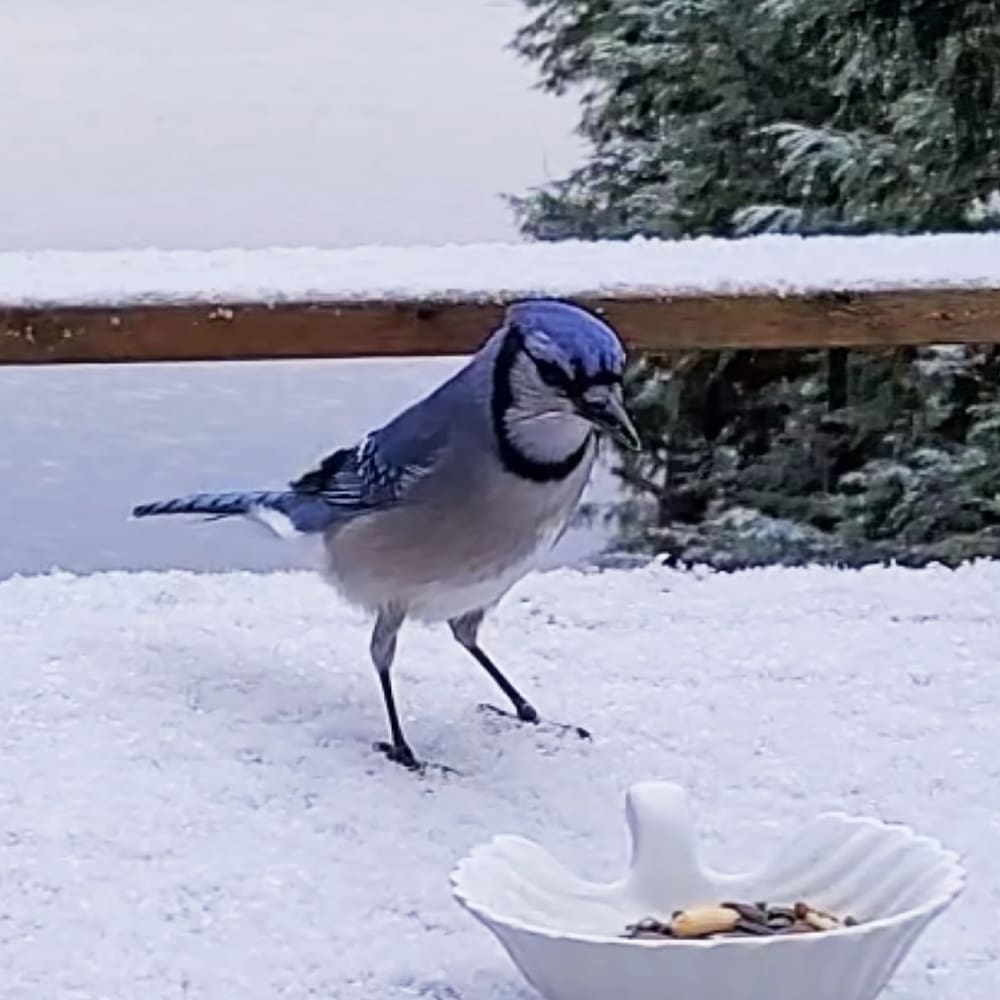 A Blue Jay with blue plumage on its head and wings, white underparts, and black markings around its eyes perched near a white bowl of seeds or nuts in a snowy outdoor setting with snow-covered ground, evergreen trees, and a wooden railing.