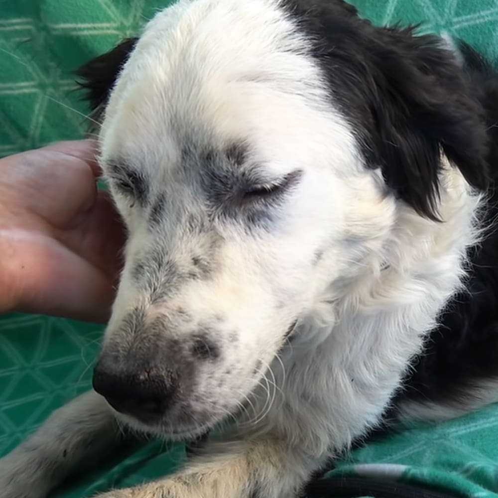 A young adult Border Collie or similar breed puppy with black-and-white markings, indoors against a green fabric background.