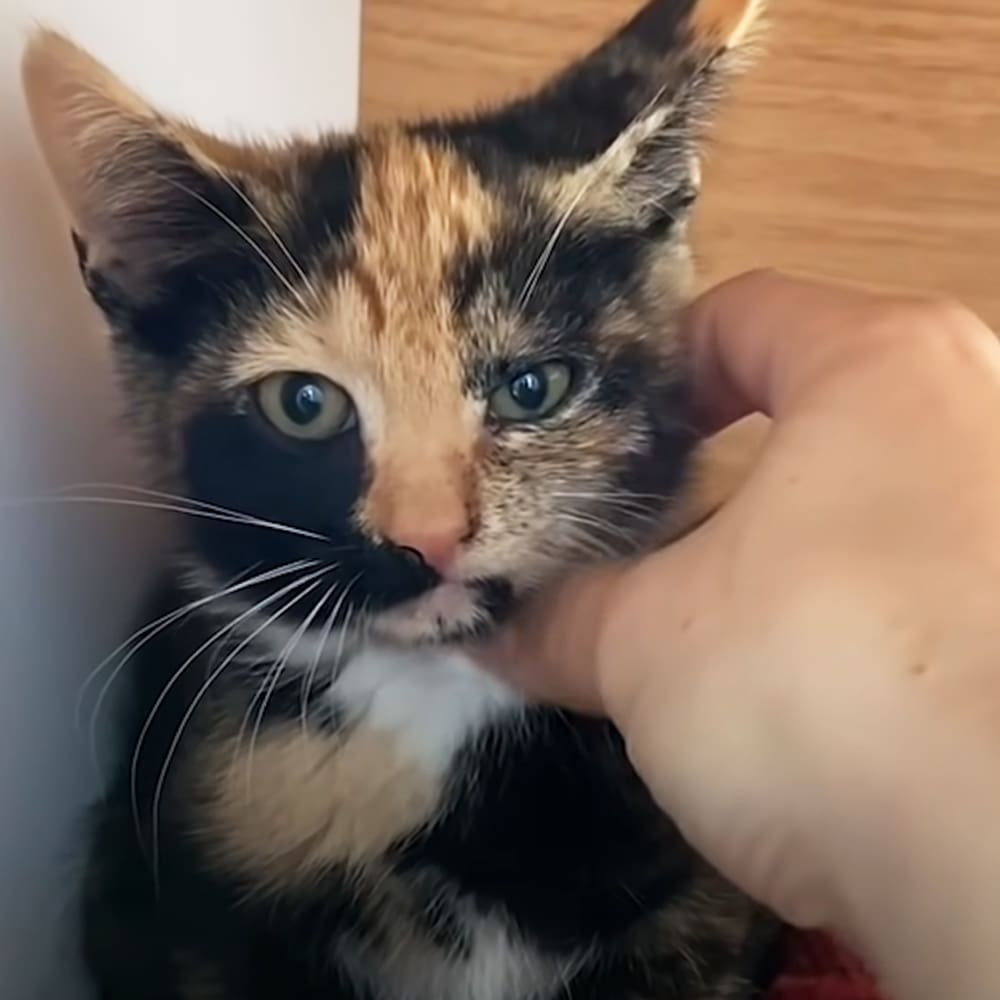 A calico kitten with black, orange, and white fur, held indoors on a wooden surface under warm lighting.