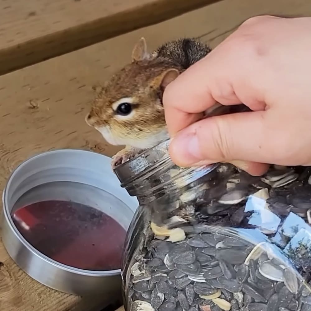 A squirrel with brown fur and white markings, held by a hand on an outdoor wooden surface.