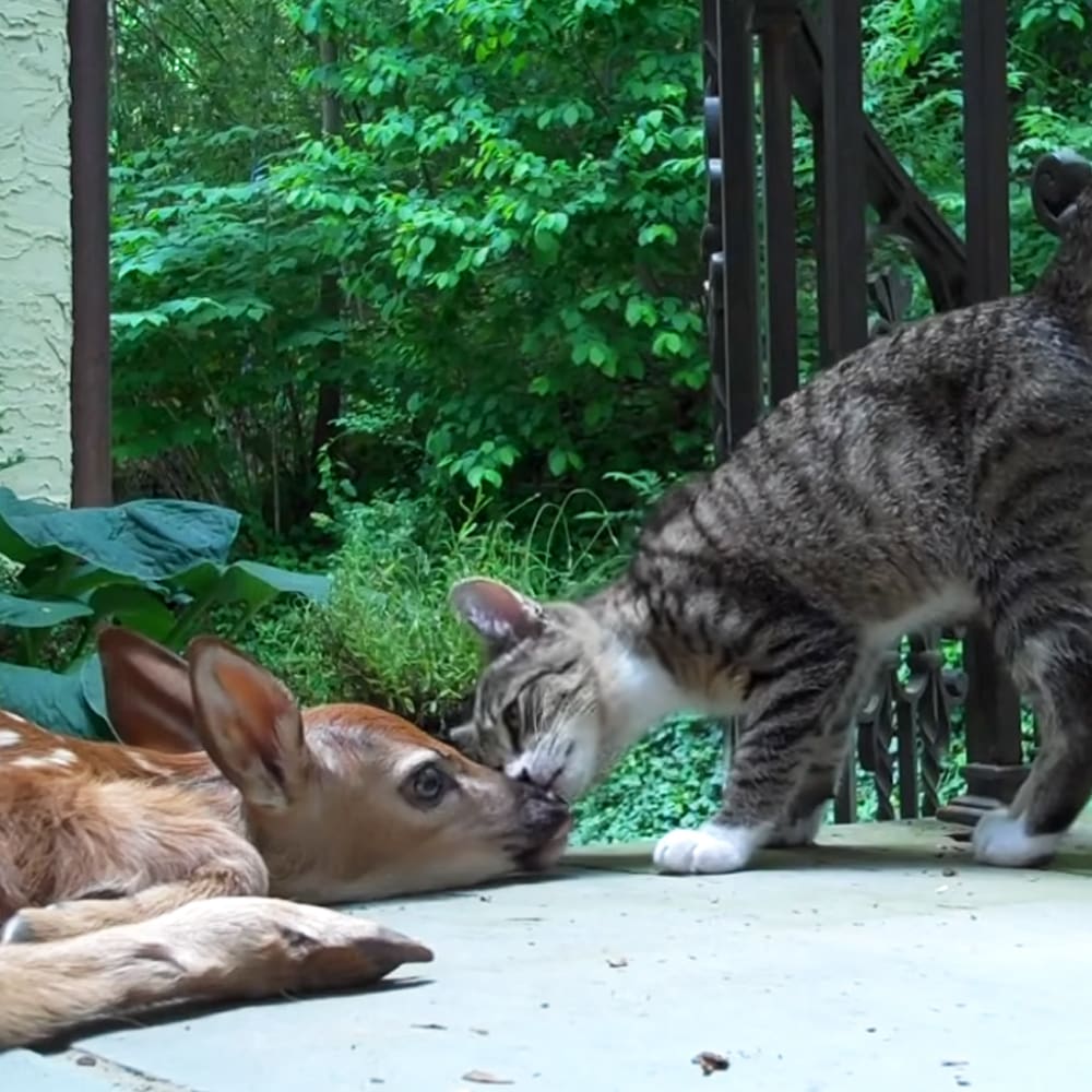 A fawn and a tabby cat in an outdoor patio setting with lush green foliage indicating summer season.
