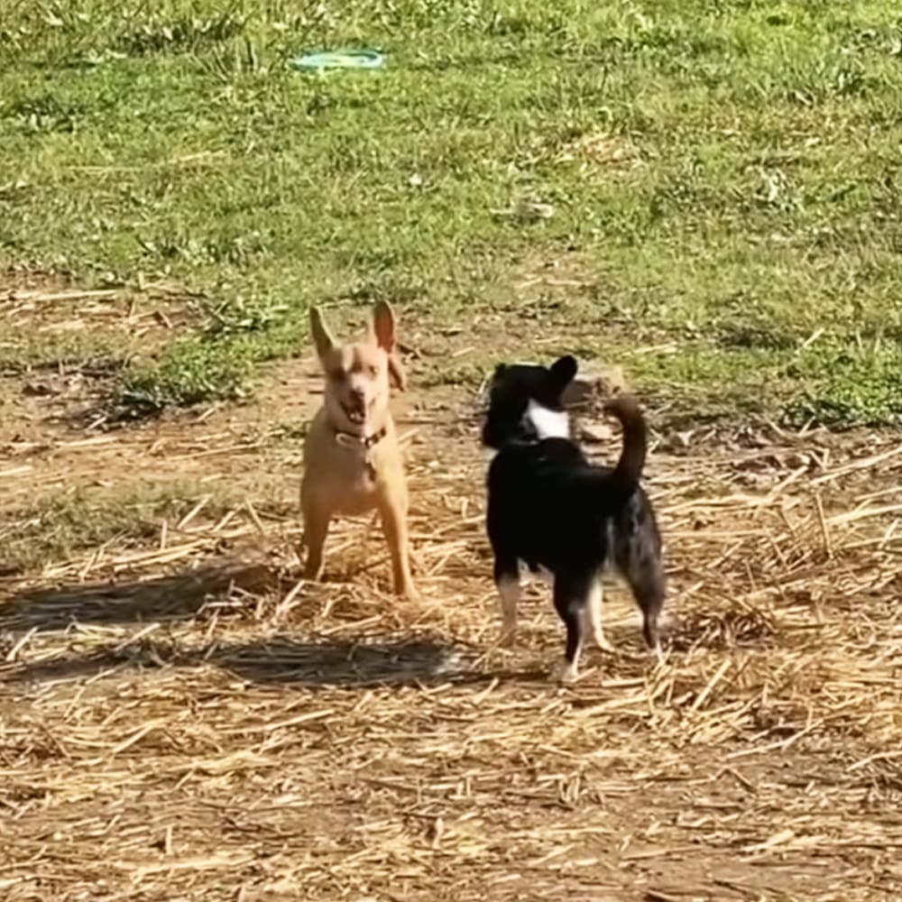 Two tan and black dogs with white markings on their chests stand together in a grassy outdoor area, likely a park or backyard, under natural daylight.
