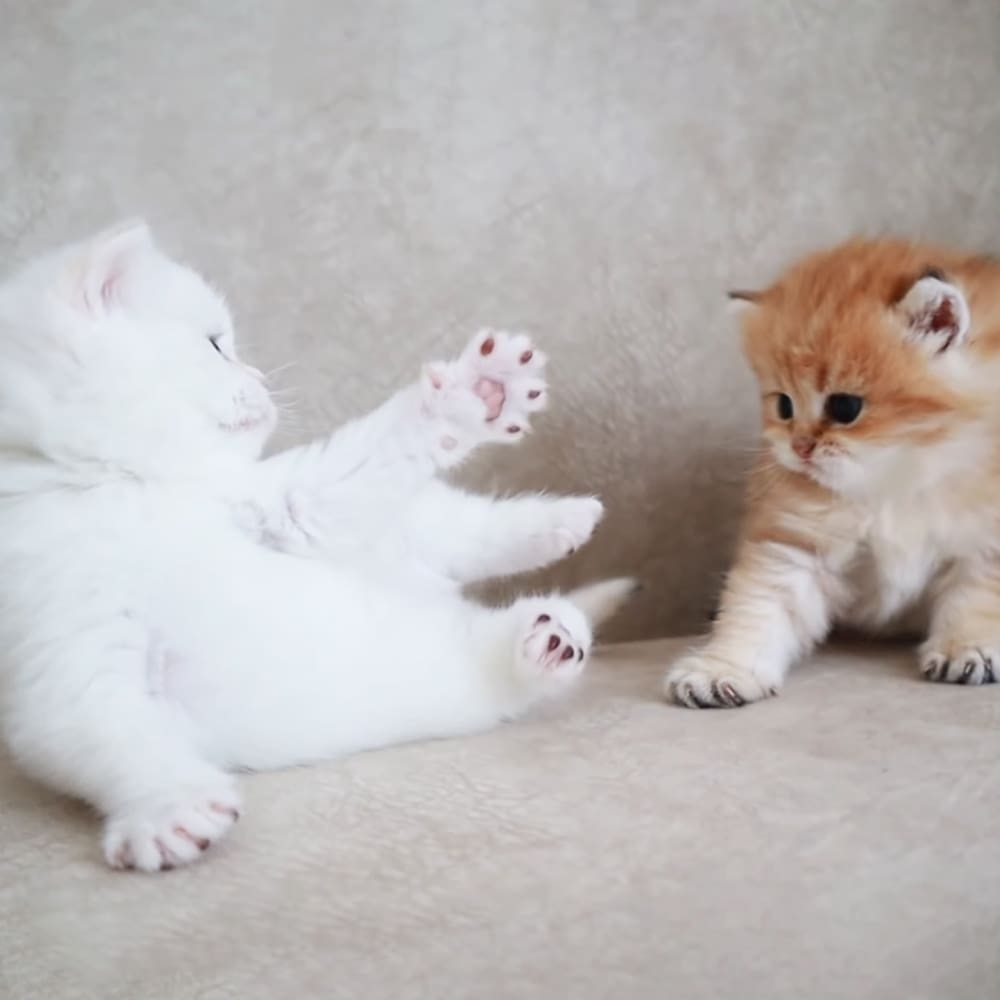 Two kittens play together indoors with one having white fur and pink paw pads, possibly a Persian breed, while the other has orange and cream fur with darker markings on its face and ears.