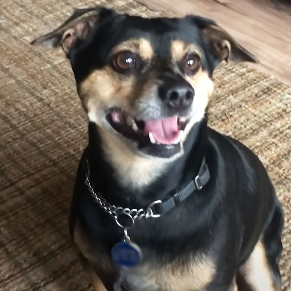 An adult breed dog with black and tan markings on an indoor carpeted floor, artificial warm lighting suggests evening or night time.