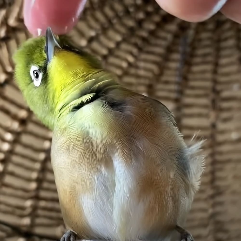 A juvenile small bird with green plumage on its head and back, transitioning to yellowish-green on its chest and belly, white underparts, and a black beak, perched indoors against a woven background. The scene is illuminated by natural light.