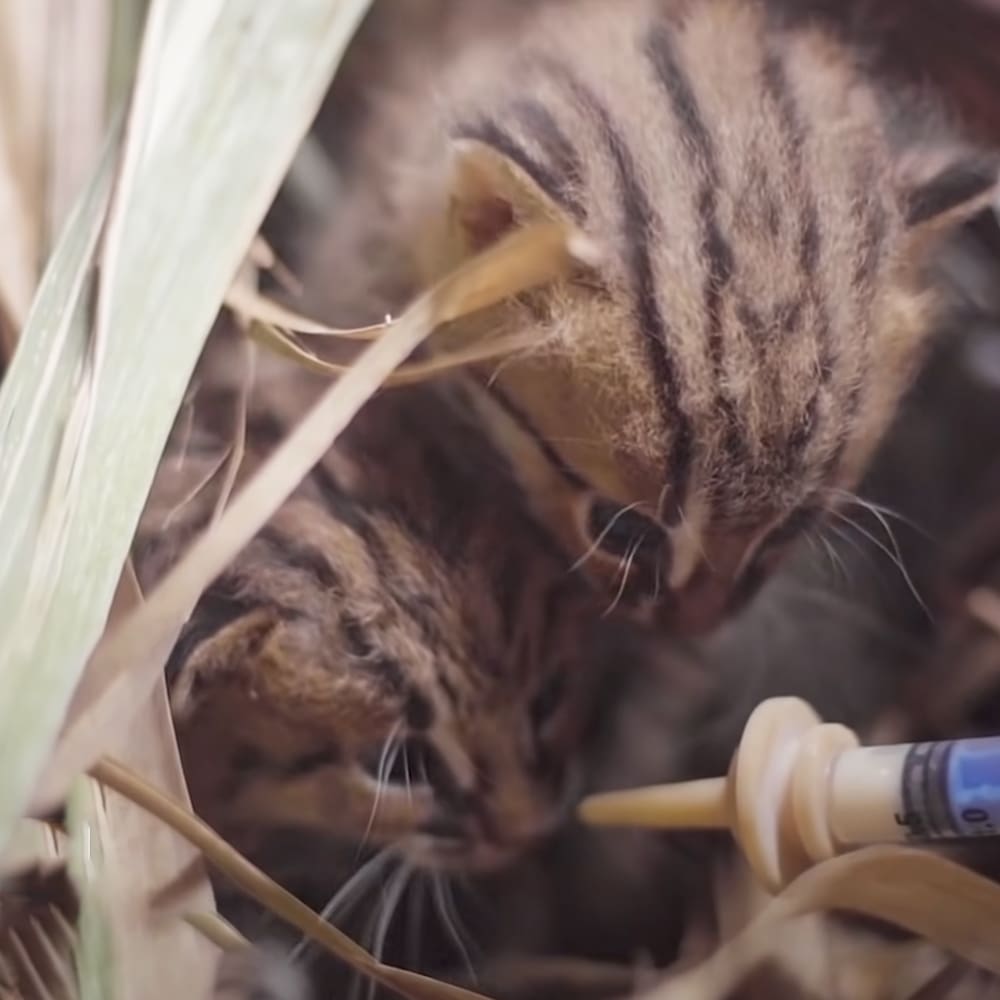 A young tabby kitten with stripes on its fur sits outdoors surrounded by dry grasses and leaves; a syringe with yellow tip is in the foreground, suggesting feeding or medication administration.
