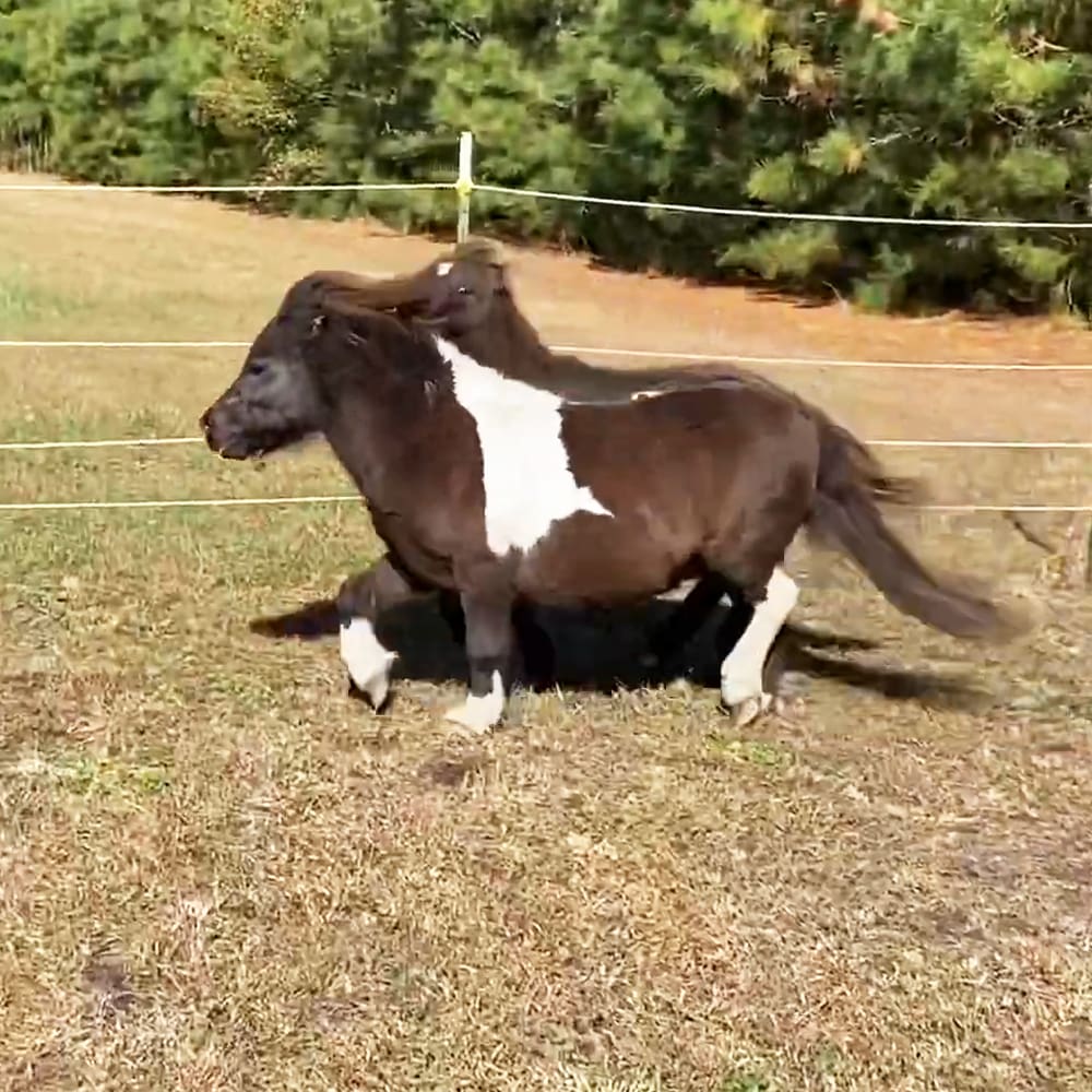 A cow with brown and white markings in a rural outdoor setting during daytime with clear visibility.