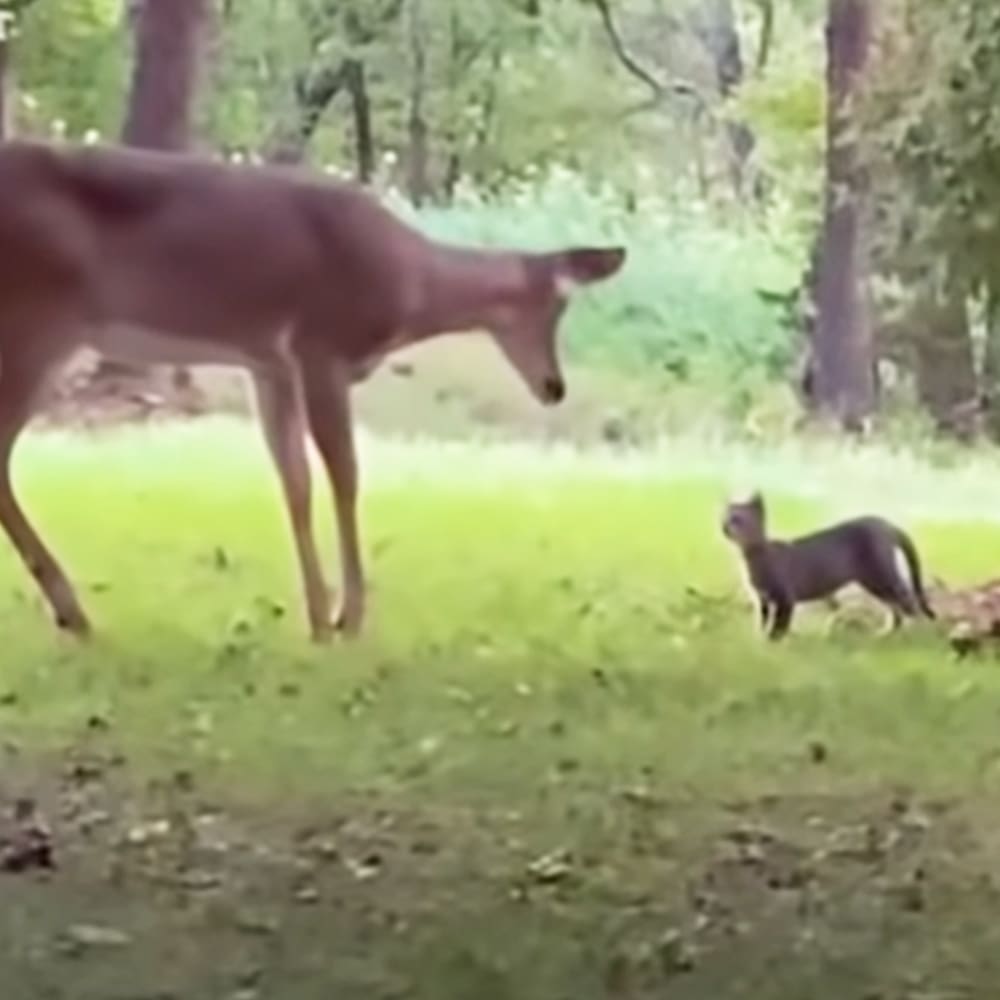 A juvenile cat with dark fur walks beside an adult deer in a lush forested area on what appears to be a bright spring or summer day.