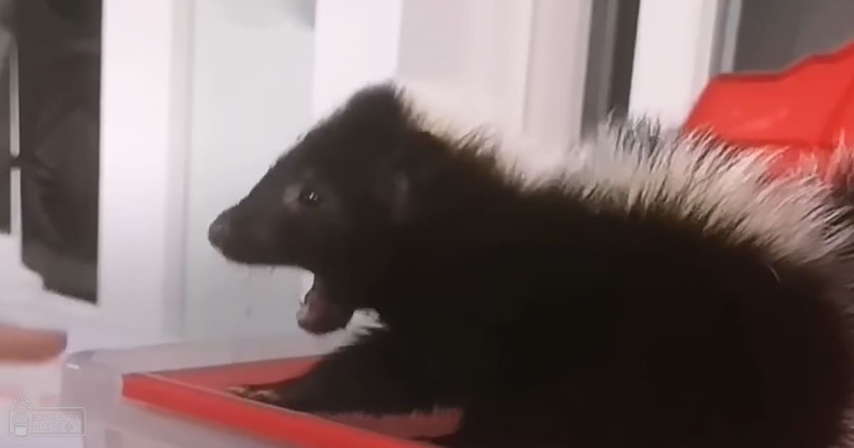 A skunk with black fur and white tail markings indoors, near a red plastic container.