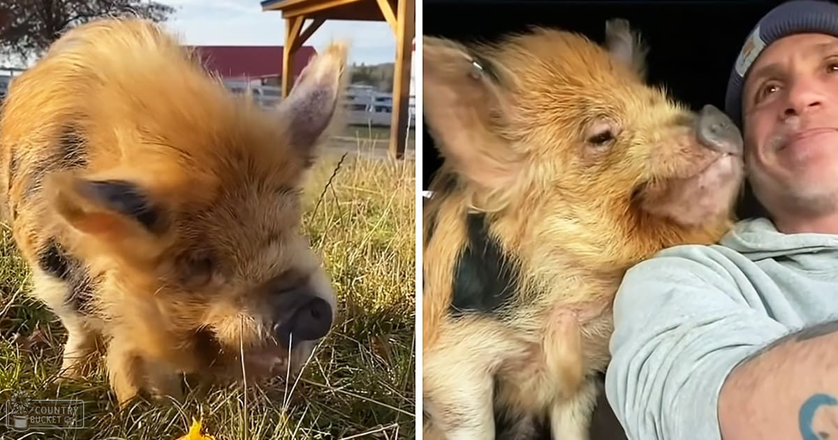 A golden-brown piglet with darker patches stands outdoors in a rural setting, wearing a light blue hoodie.