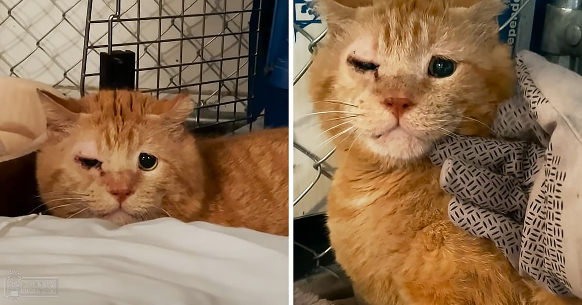An orange tabby cat indoors on a white cloth or blanket under artificial lighting.