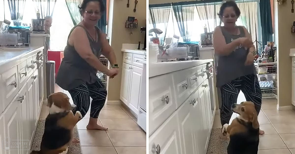 A beagle dog and a middle-aged woman in her kitchen with white cabinets, natural daylight, and various kitchen items on countertops.
