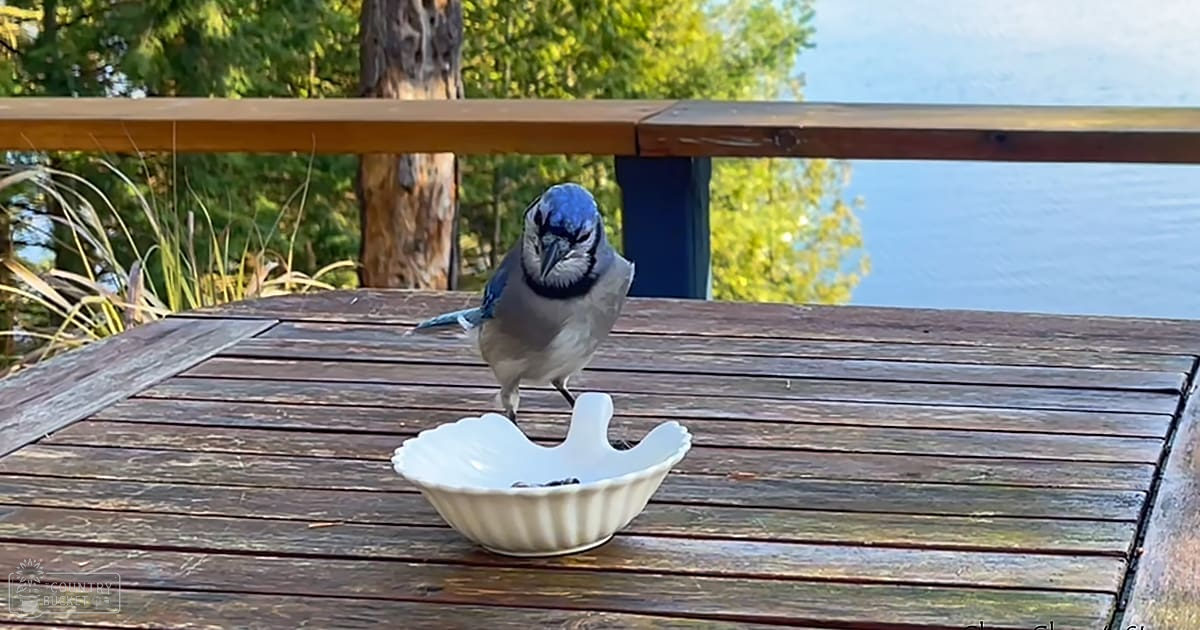 A Blue Jay perched outdoors near water, with a white ceramic bowl on a wooden table in the foreground.