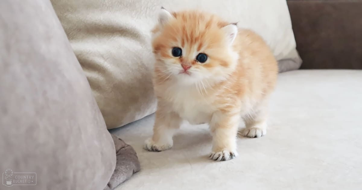 A young Persian or similar breed kitten with light orange coat and white markings indoors on a light-colored couch.