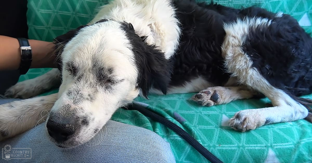 An adult female dog, possibly a Border Collie or similar herding breed, rests on a green patterned surface in an indoor setting with natural daylight.