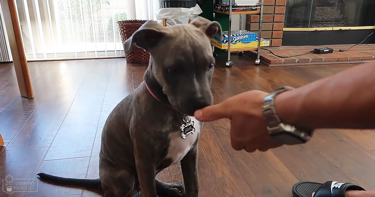 A Great Dane or similar large breed dog in an indoor home setting with a sliding glass door and a brick wall visible outside. The scene is well-lit, suggesting daytime, possibly spring or summer.