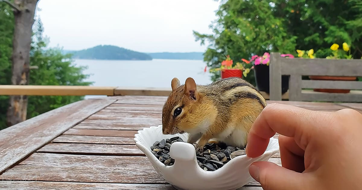 A chipmunk with brown fur and stripes near a body of water surrounded by greenery and wooden railings.