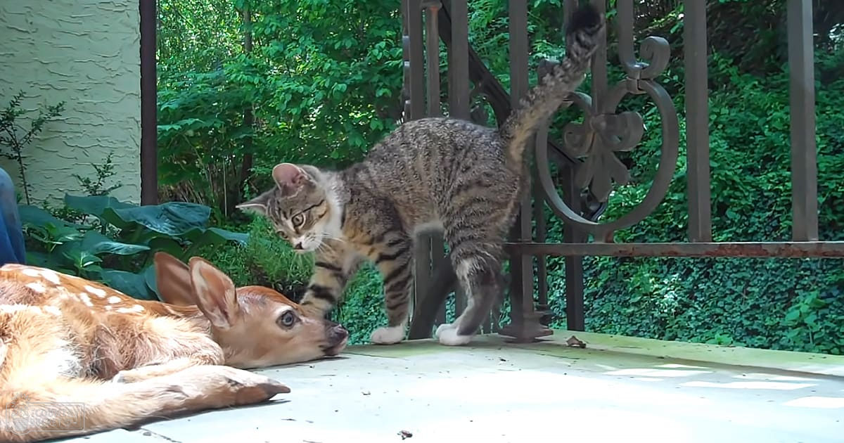 Tabby cat interacting with juvenile fawn in a lush garden setting with green foliage and concrete surface under natural daylight.