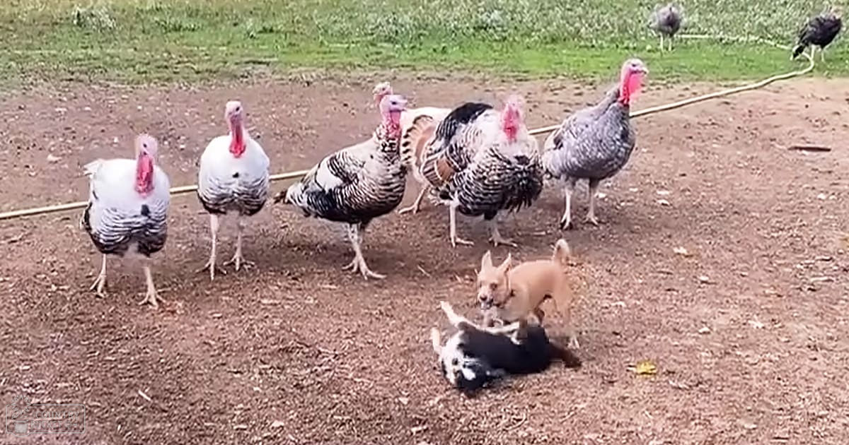 Several adult white and black turkeys interacting with two small light brown and dark gray or black puppies in an outdoor farmyard setting, greenery visible in the background.