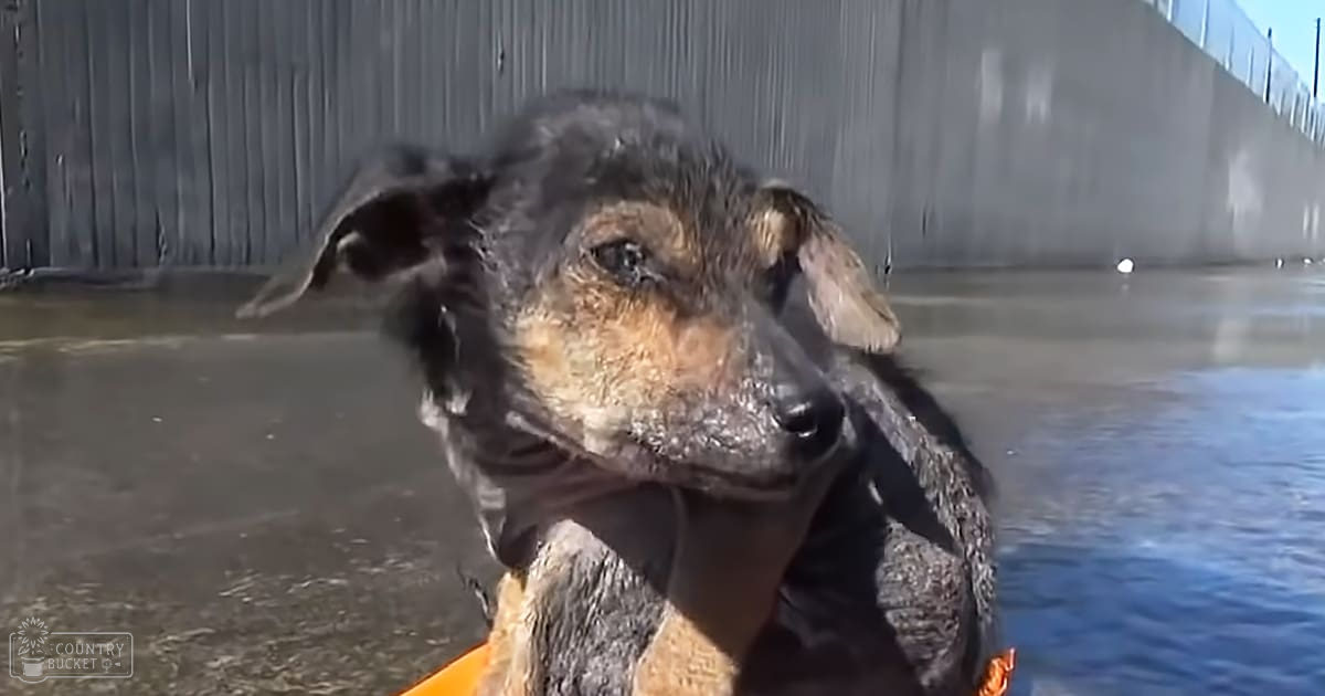 A black dog with brown markings around its eyes and muzzle wearing an orange life jacket outdoors near a body of water in bright daylight during summer or spring.