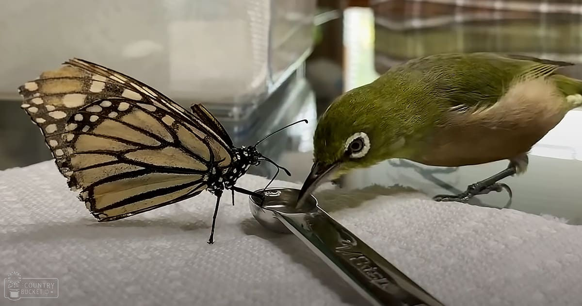 A green warbler bird interacting with a monarch butterfly in an indoor setting under artificial lighting.