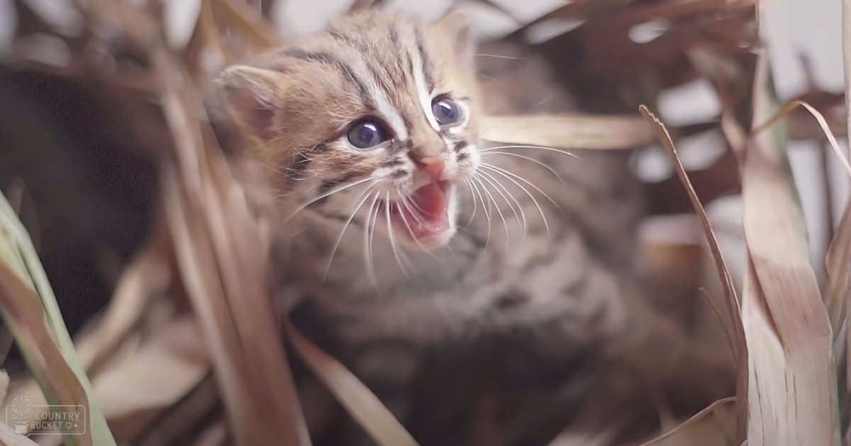 A young tabby kitten with brown, black, and white coat colors indoors near dried plants.