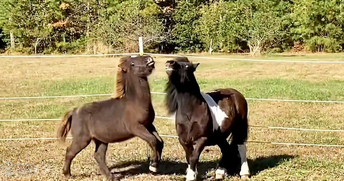 Two dark brown horses with white markings in a grassy pasture enclosed by wire fence; late summer or early fall, clear skies, green and brown tones dominating the scene.