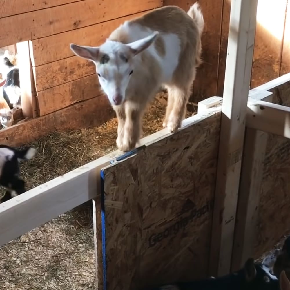 A white goat with brown patches stands in a wooden barn with hay on the floor, daytime light, indoor setting