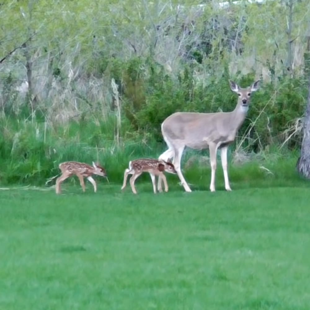A family of light brown and white deer with dark spots in a lush, green grassy field bordered by trees and bushes.