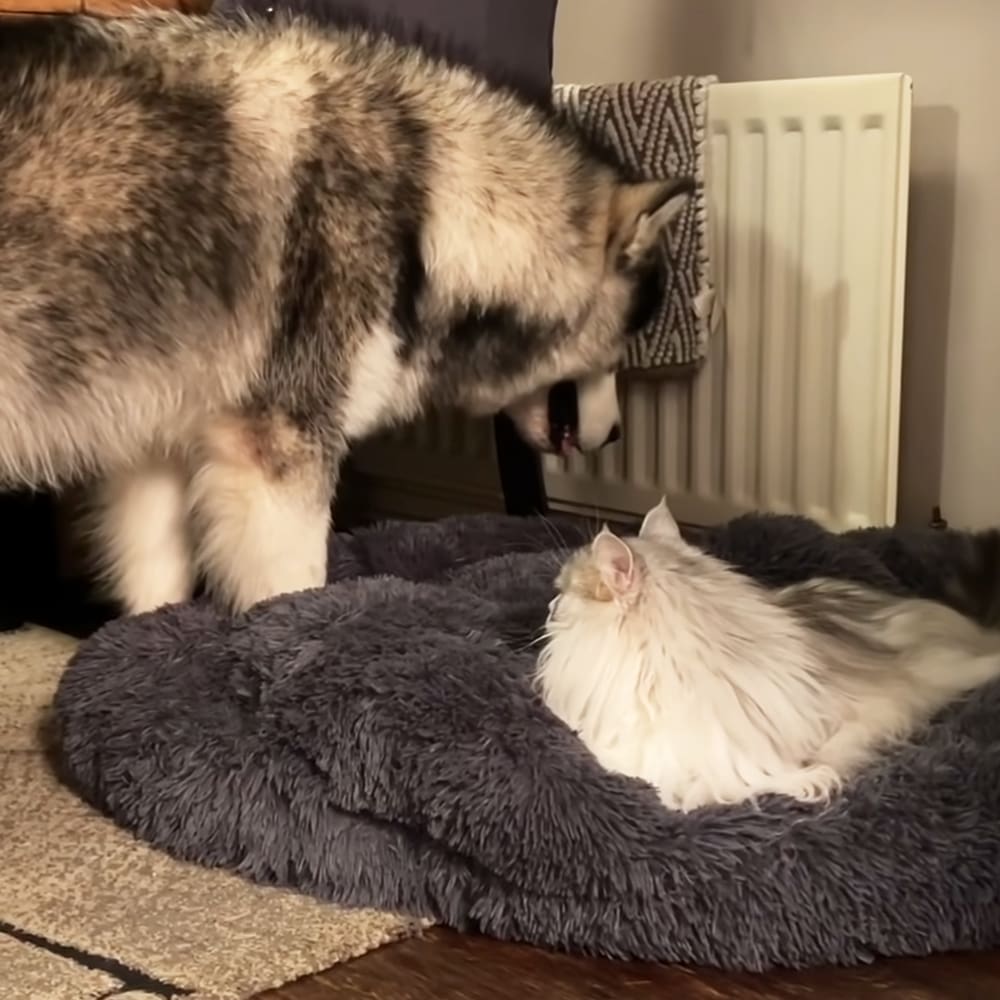 Adult gray-and-white husky interacting with a long-haired white cat on carpeted flooring indoors, no visible windows or season indicators.
