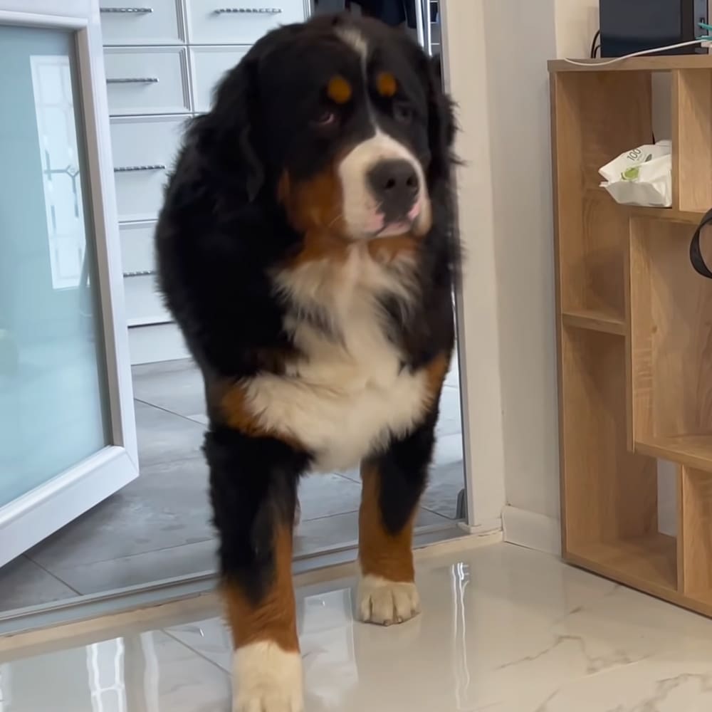 A Bernese Mountain Dog with a distinctive black, white, and rust-colored coat stands indoors in natural light within what appears to be a home environment.