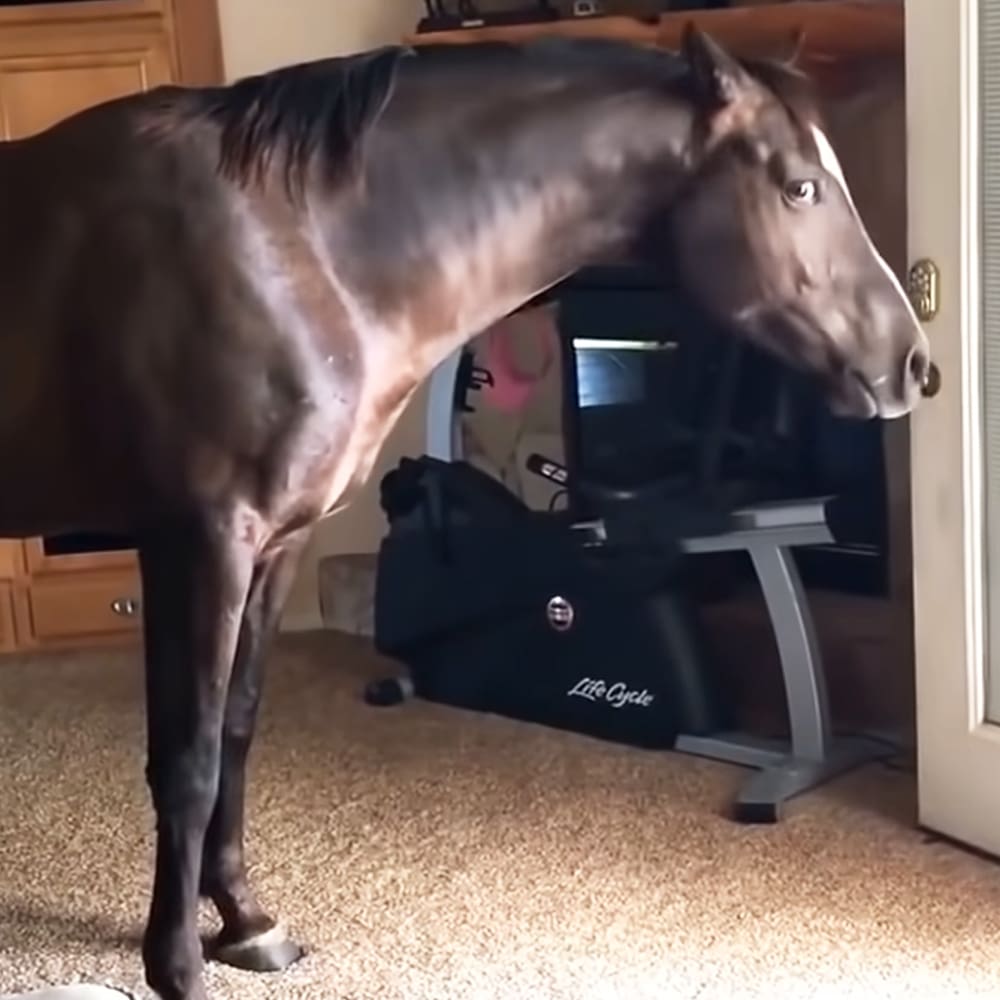 An adult dark brown horse with white markings stands in a home setting. Daylight illuminates wooden cabinets and exercise equipment.