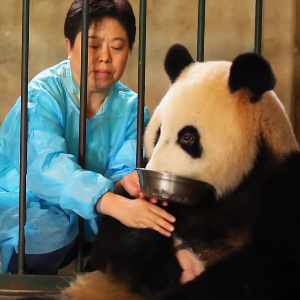 An adult female wearing a light blue, long-sleeved button-up shirt feeds a giant panda in an indoor enclosure at a zoo or wildlife sanctuary. The scene is well-lit with no visible shadows indicating artificial lighting.