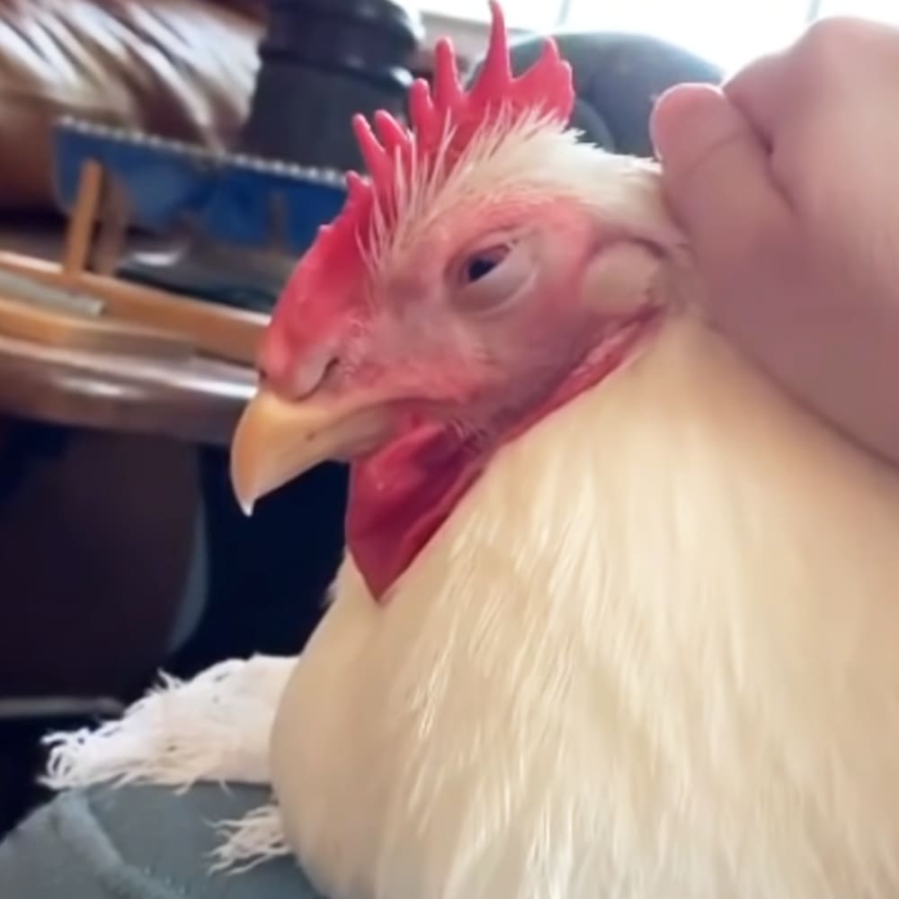 A white rooster with a red comb and wattle, indoors.