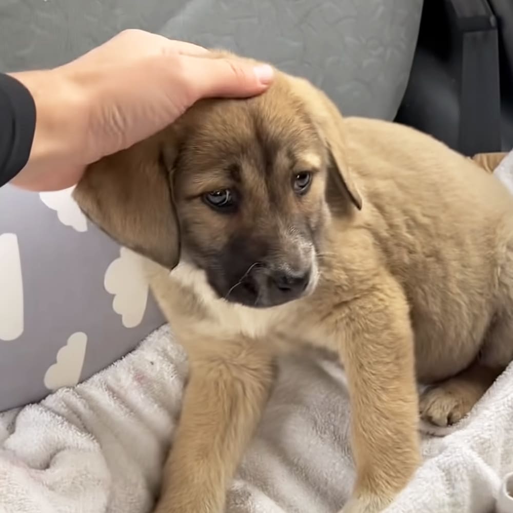 A light brown puppy with darker markings around its eyes and nose, possibly a Labrador Retriever mix, stands indoors near a gray cushion with white cloud patterns. The setting appears to be a home or animal shelter.