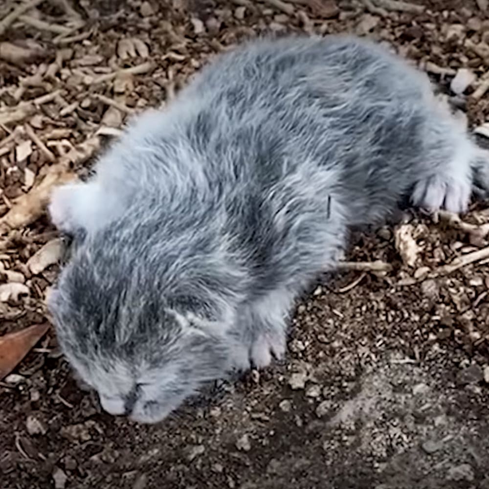 A small gray kitten outdoors amidst dirt, twigs, and scattered leaves in an autumnal setting with natural daylight