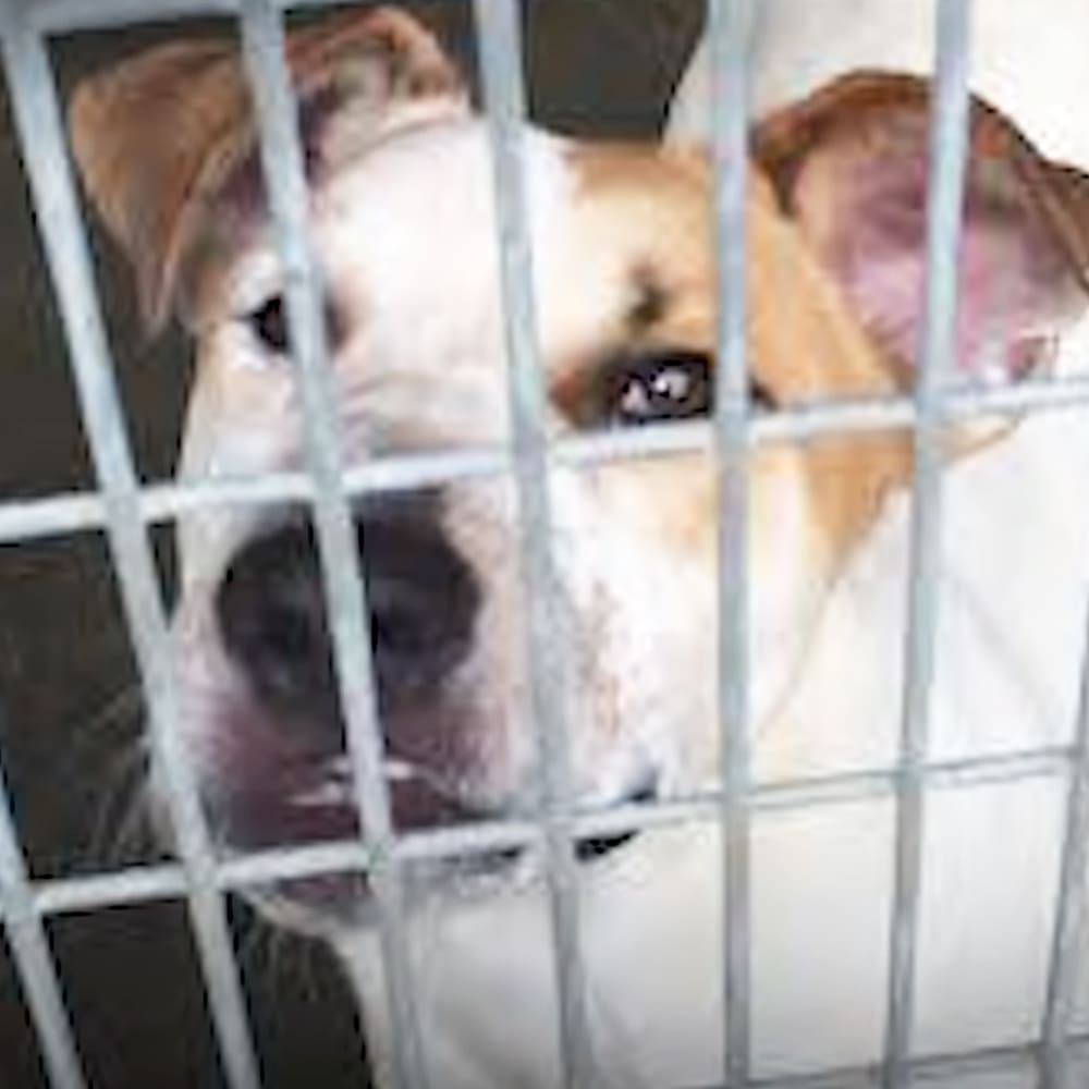 A light brown and white puppy with floppy ears in a metal cage, likely at an animal shelter.