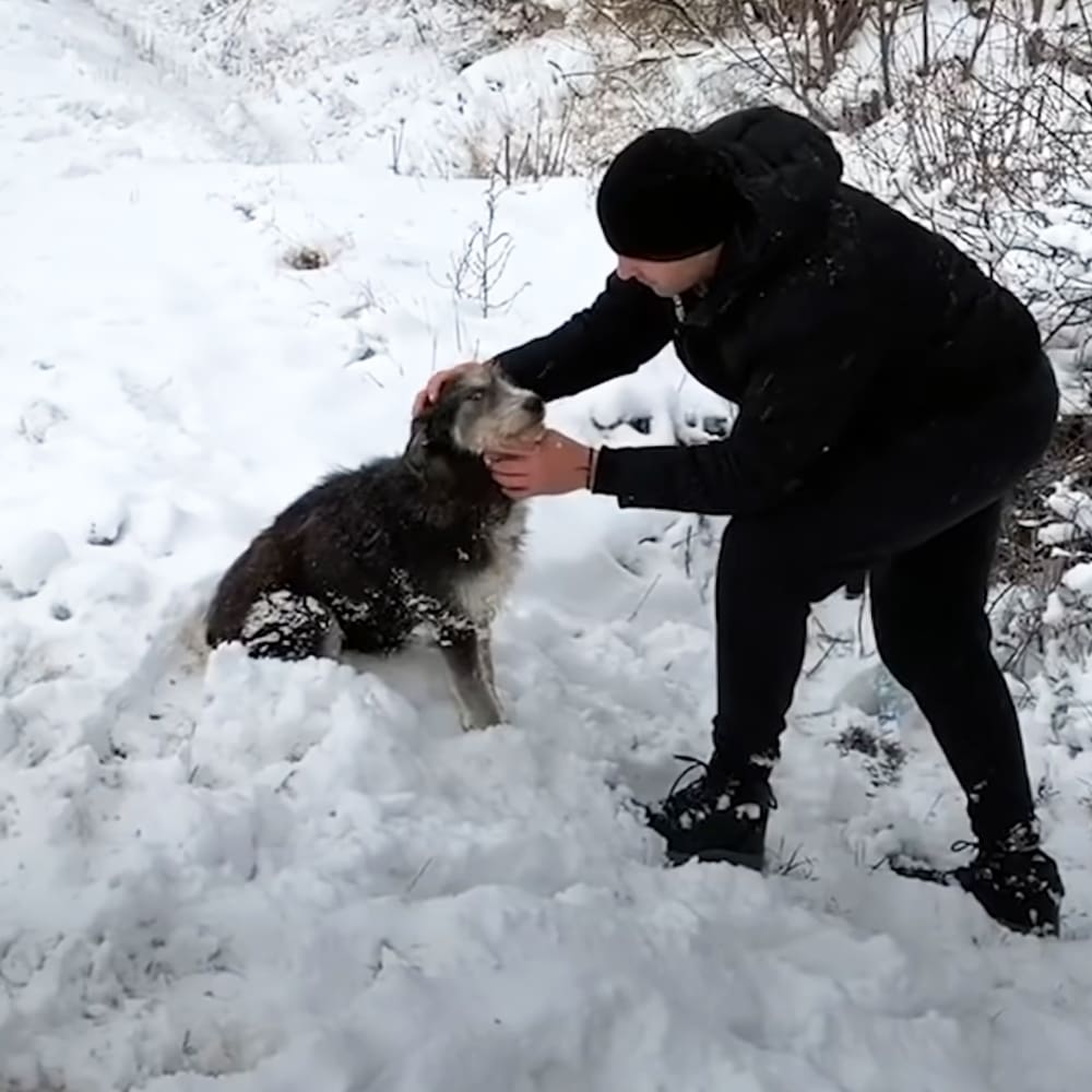 Stray dog and man