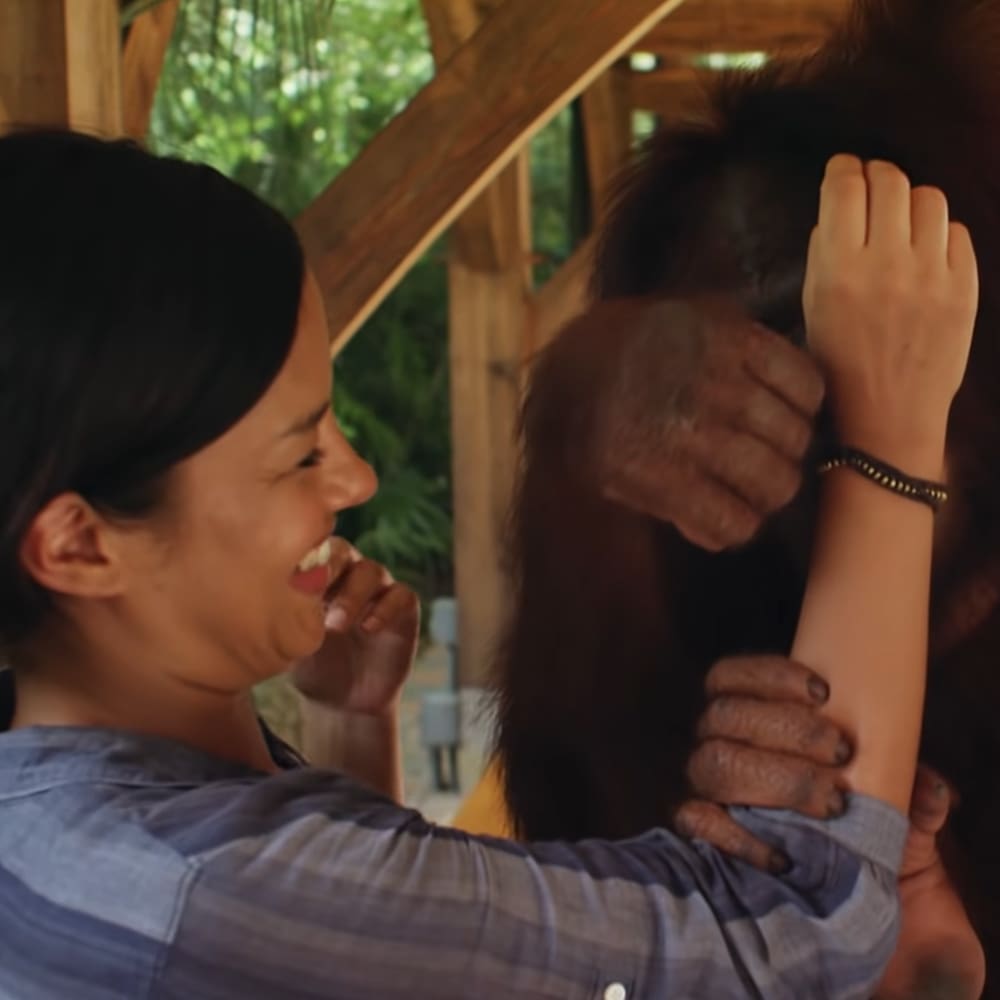 An adult female wearing a plaid shirt interacts with an adult Sumatran orangutan in a sanctuary setting, surrounded by wooden structures and greenery under natural daylight.
