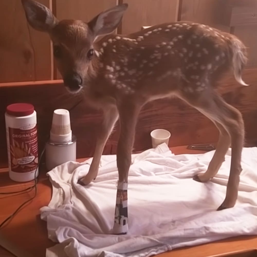 A juvenile fawn with light brown fur speckled with white spots stands indoors on a white cloth near wooden cabinets, surrounded by baby formula and cleaning supplies. The setting is likely a kitchen or dining area during the daytime.