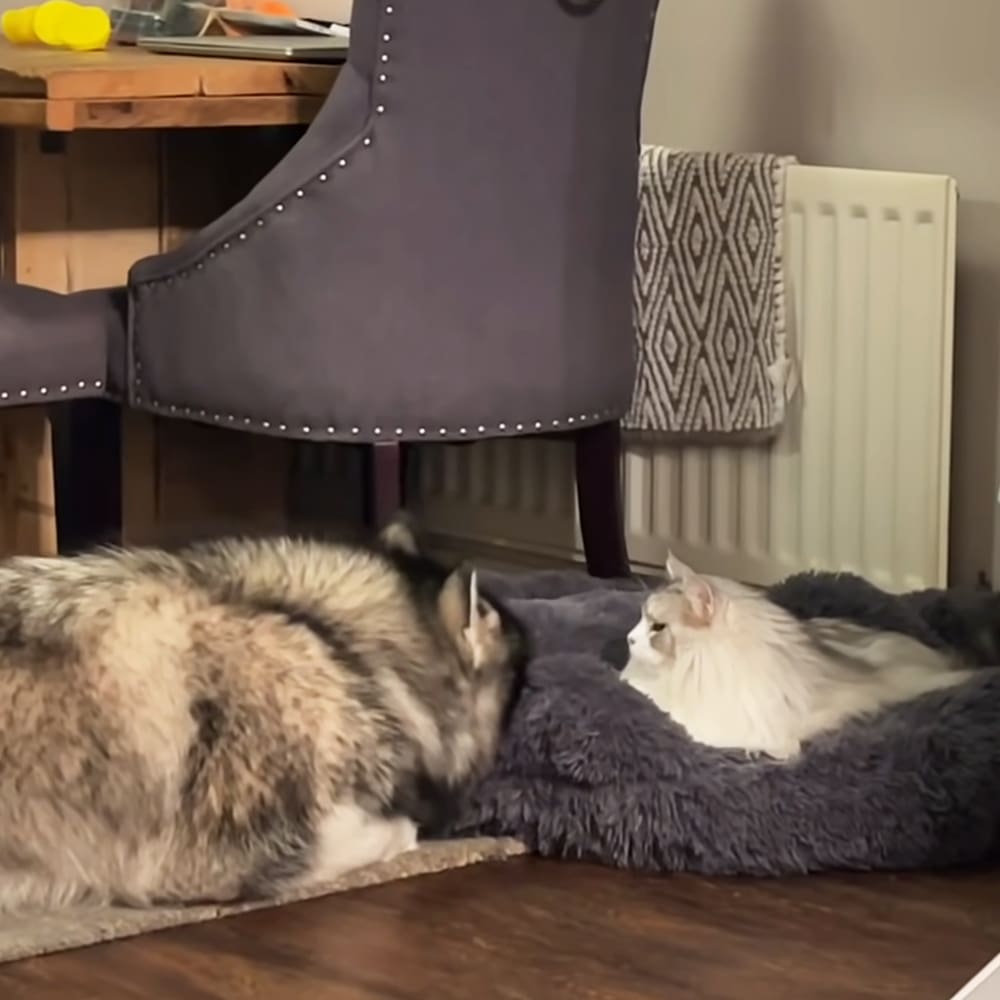A fluffy white cat with gray markings lies on a dark blue cushion in a cozy living room, near a husky dog. A dark gray chair and yellow objects are visible in the background.