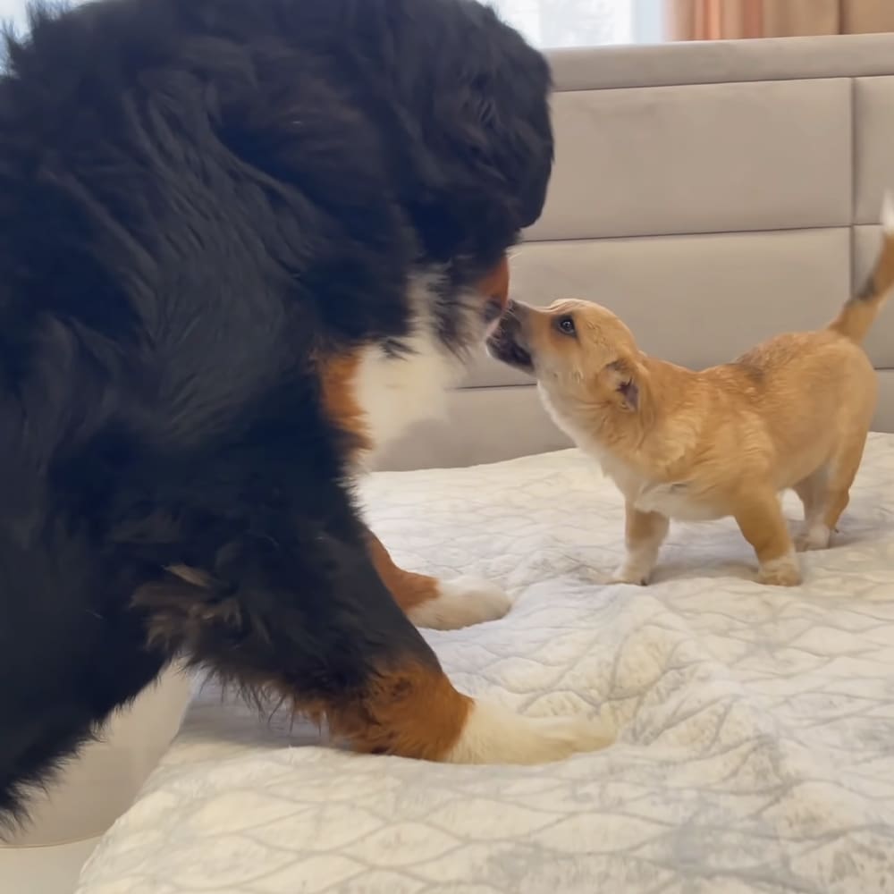 A large black and brown dog interacting with a small golden-colored puppy indoors, likely a bedroom setting under natural light.