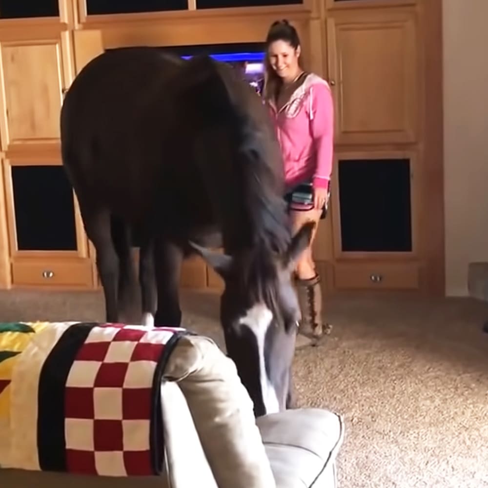 A donkey in an indoor living room with a beige armchair and natural light, suggesting daytime.