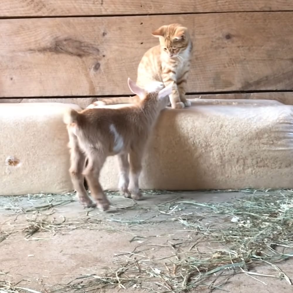 A kitten with orange tabby markings explores a rustic indoor barn or stable, surrounded by hay under warm daylight.
