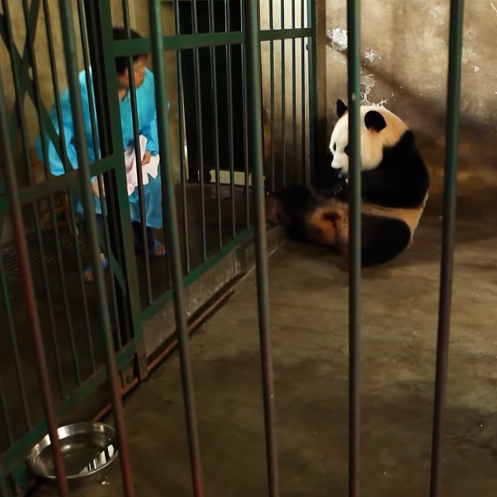 A giant panda in an enclosure, wearing a light blue floral or abstract patterned shirt within what appears to be a zoo or wildlife sanctuary.
