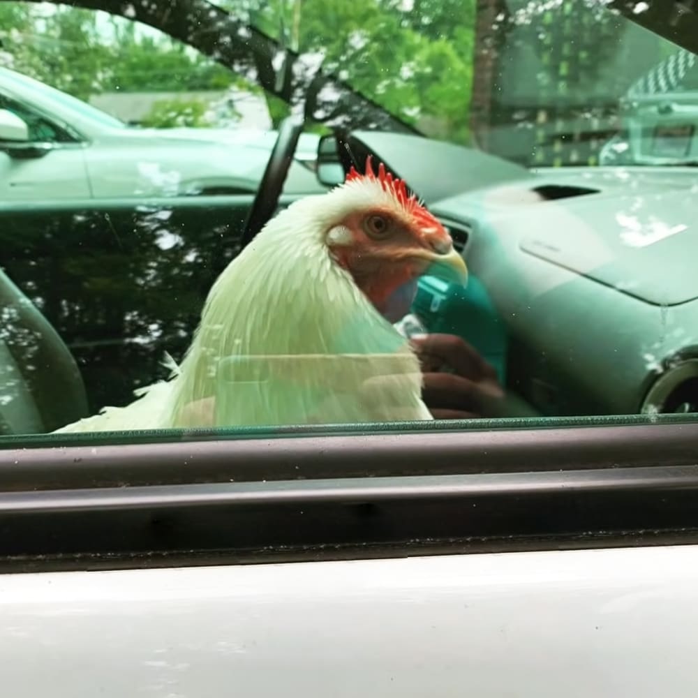 A white chicken with a red comb and wattle inside a car, surrounded by lush greenery on an outdoor setting during what appears to be daytime in spring or summer.
