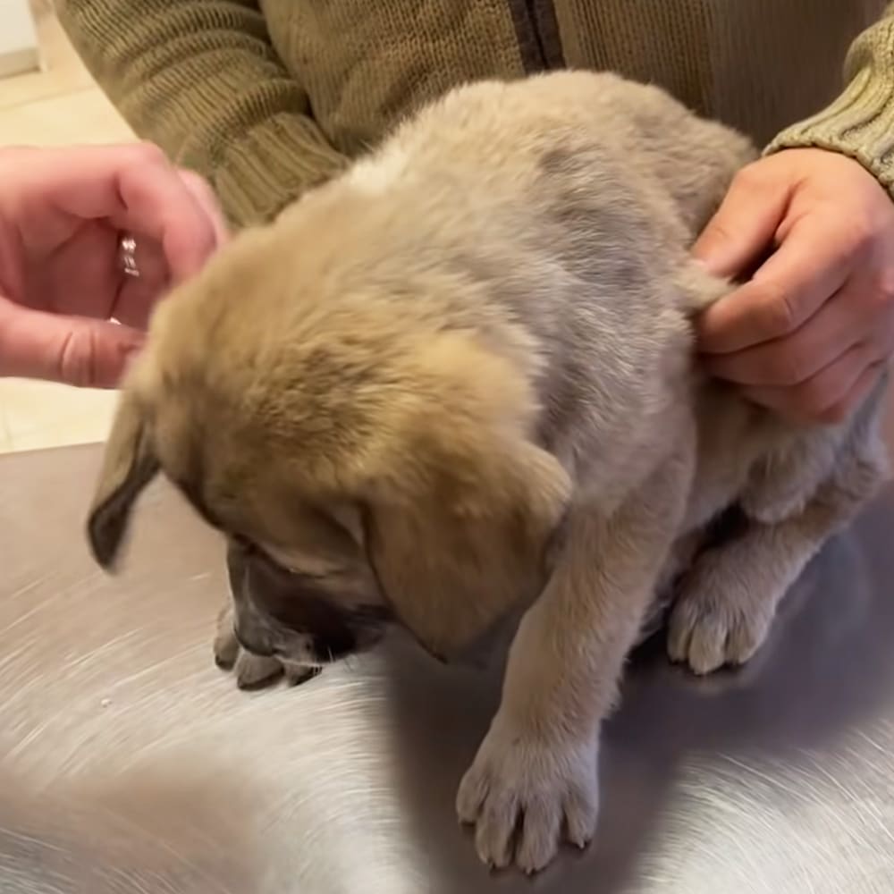 A young Labrador Retriever puppy with light brown fur, held by an adult wearing a greenish-brown sweater indoors.