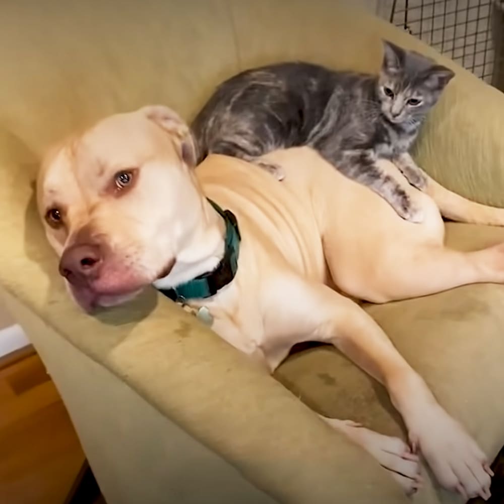An American Pit Bull Terrier or similar breed dog, light tan coat, lying on a beige couch with a tabby kitten perched on its back in an indoor living room setting.